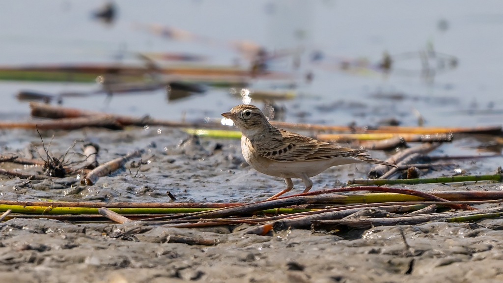 Greater Short-toed Lark